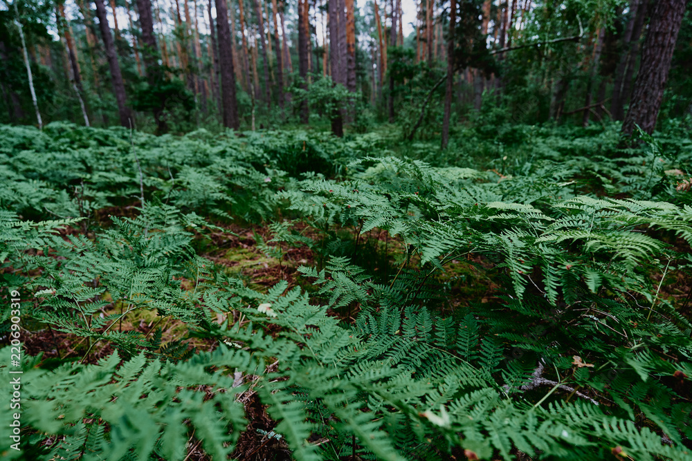 Obraz premium Dense green ferns carpet the forest floor beneath tall pine trees, creating a lush, tranquil woodland understory rich with moss, foliage and natural textures for nature and ecology themes.