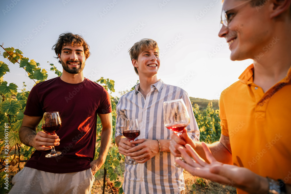 Obraz premium Three cheerful male friends sharing a joke with wine in vineyard