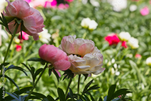 Garden with blooming white and pink peonies in a flowerbed