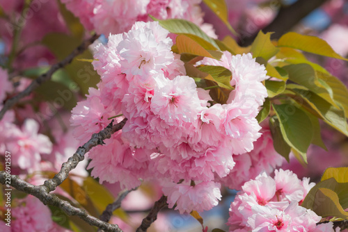 Blooming spring cherry blossoms. Close-up of pink sakura flowers.