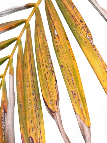 Close-up of yellowing plant leaves with brown and dark spots, showing signs of leaf disease, fungal infection.