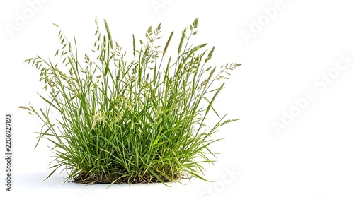 Flowering wild grass clump with seed heads and roots isolated on white background