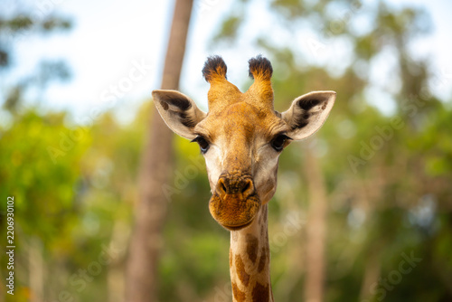 Photography A close-up of a giraffe against a green backdrop