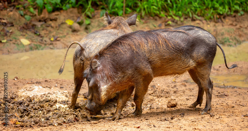 Obraz na płótnie Close-up of a common warthog (Phacochoerus africanus) walking across the African savannah