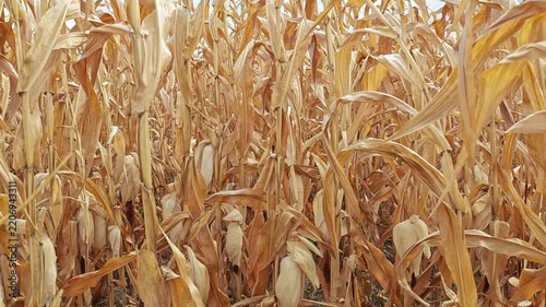  Zoom out of corn cobs in field ready for harvest, late summer