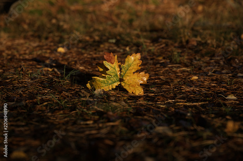 Colorful Oak Leaves on Forest Floor in Autumn Sunlight