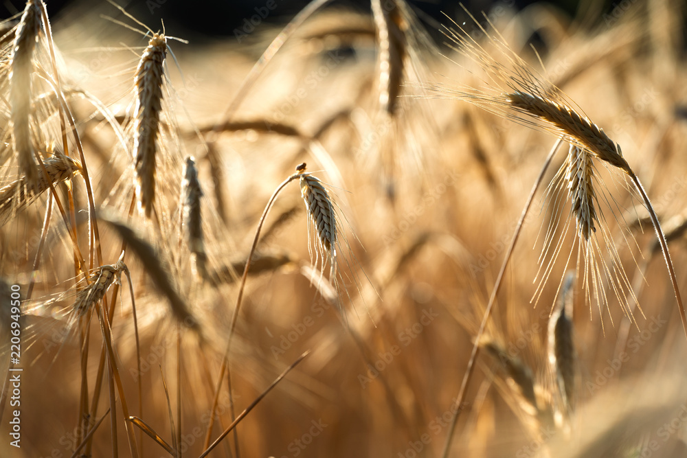 Obraz premium Ripe wheat ears glowing in golden field