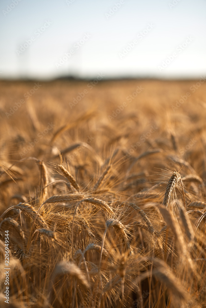 Obraz premium Golden wheat field under pale summer sky