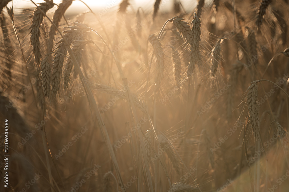 Obraz premium Ripe wheat heads backlit by warm sunlight