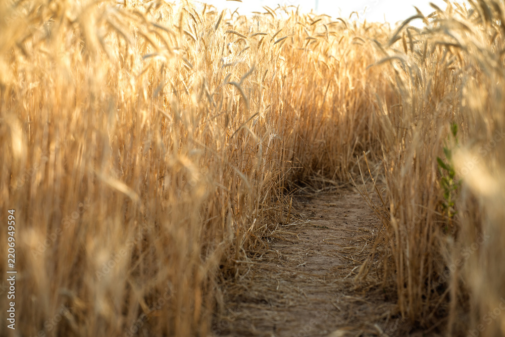 Obraz premium Narrow trail through dense ripe wheat field