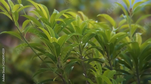 close up of safeda tree branch, green leaves of plant.