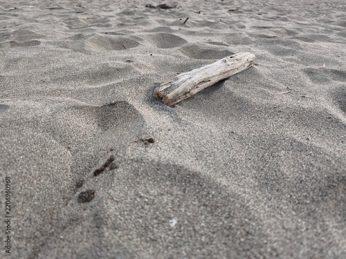Piece of Dry Driftwood Lying on Sandy Beach Surface
