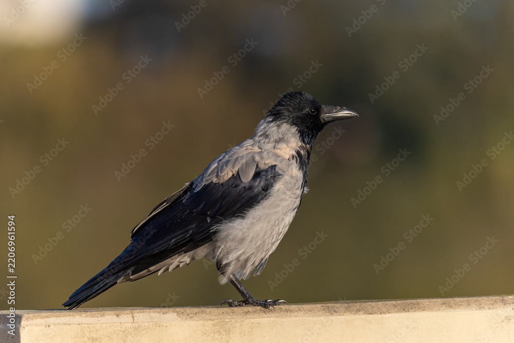Obraz premium Hooded Crow Corvus Cornix Perched in Warm Sunlight with Soft Natural Background