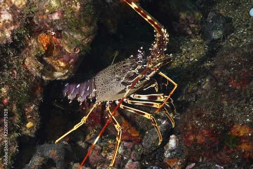 European crawfish (Palinurus elephas) with complex pattern and long antennae nestled in a rocky reef in the Mediterranean near Hyères, Giens peninsula diving site, Porquerolles, Provence, Côte d'Azur, France