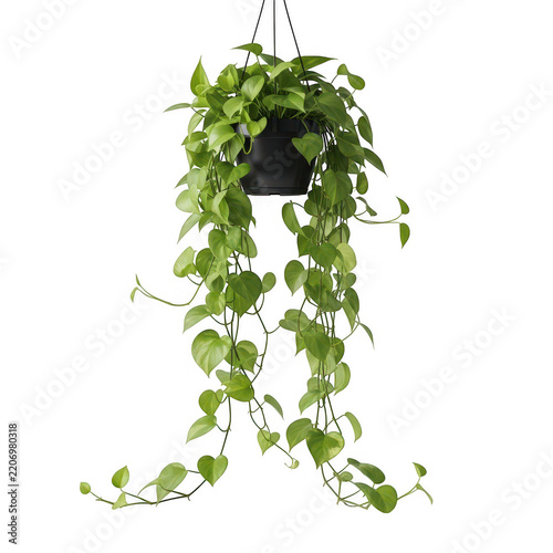 Hanging pothos plant in black pot isolated on transparent background
