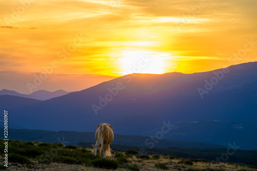 Atardecer rodeado de caballos salvajes en la Sierra de Guadarrama