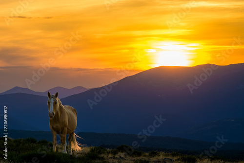 Atardecer rodeado de caballos salvajes en la Sierra de Guadarrama