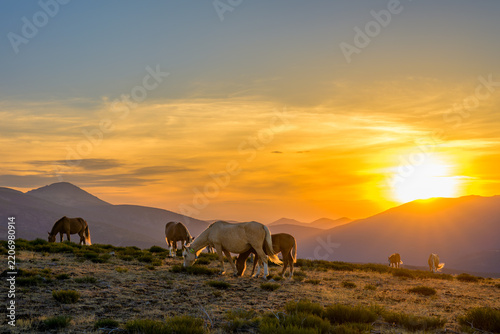 Atardecer rodeado de caballos salvajes en la Sierra de Guadarrama