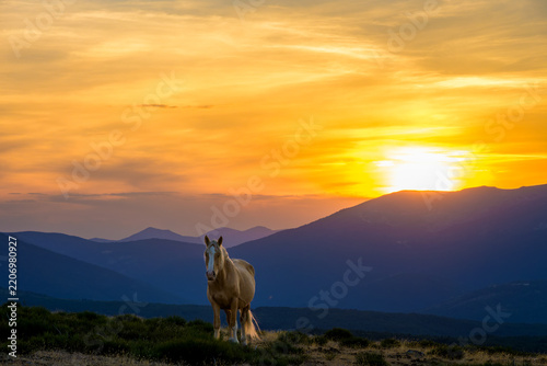 Atardecer rodeado de caballos salvajes en la Sierra de Guadarrama