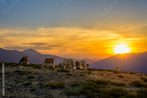 Atardecer rodeado de caballos salvajes en la Sierra de Guadarrama