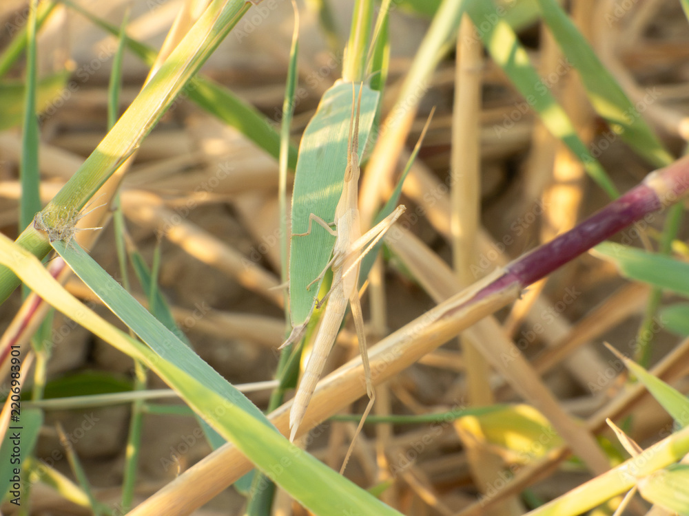 Obraz premium Nymph Mediterranean slant-faced grasshopper (Acrida ungarica) resting on a green reed leaf in its natural habitat.