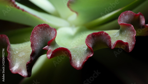 Echeveria Crinoline ruffles.