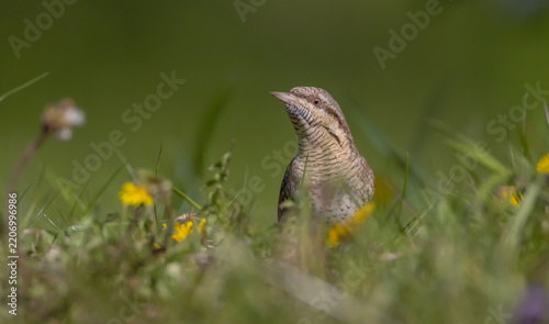 Obraz na plátně Eurasian Wryneck  - in spring at the garden