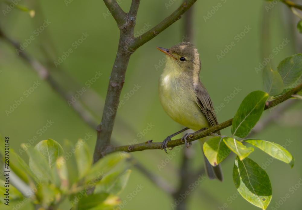 Obraz premium Icterine warbler - in summer at a wet forest