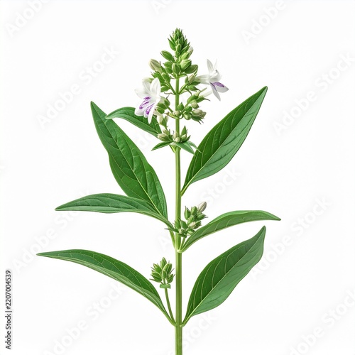 Andrographis paniculata Medicinal Herb. Isolated on white background 