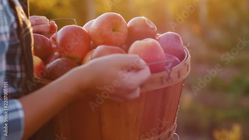 Farmer carrying basket of ripe red apples during golden hour harvest in orchard.