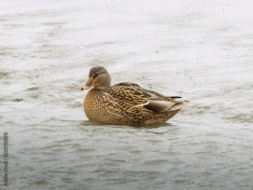 A mottled brown duck with an orange bill swims on rippled gray water.