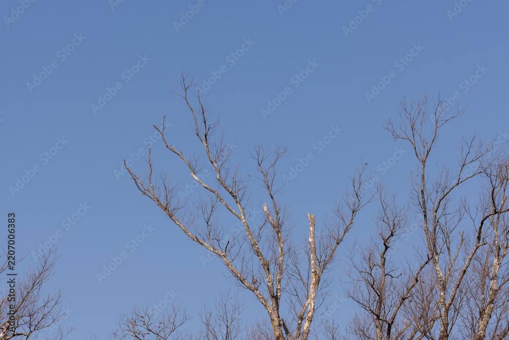 Obraz premium Bare tree branches stretching into a clear blue winter sky in Japan