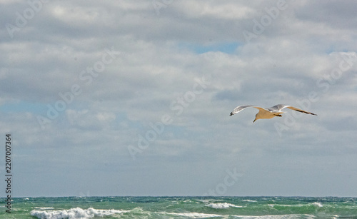 seagull in flight