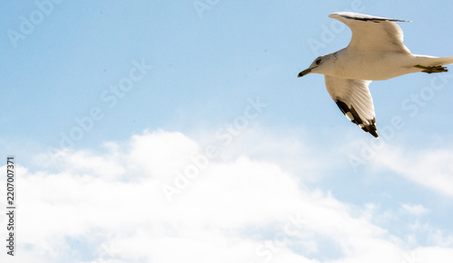 seagull in flight