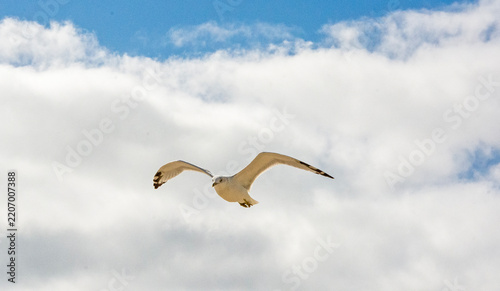 bird in flight