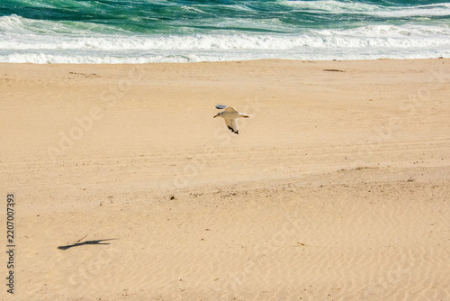 birds on the beach