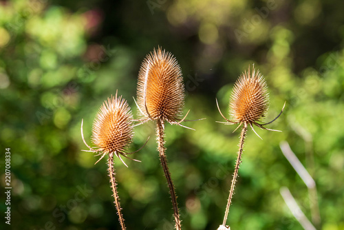 Dried flower with delicate petals and natural rustic texture