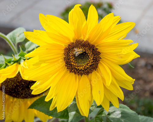 Beautiful sunflower photographed in autumn