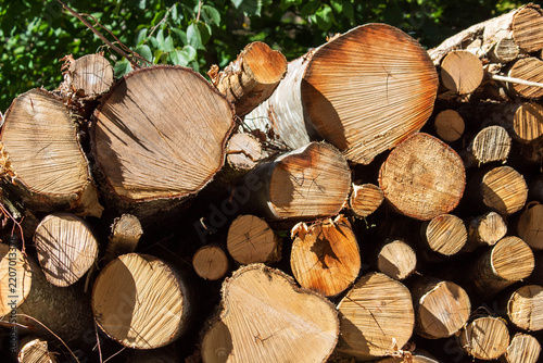 
Close-up of cut tree trunks with visible wood grain