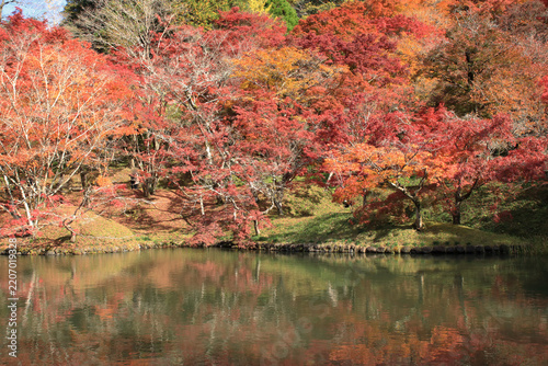見頃の用作公園の紅葉