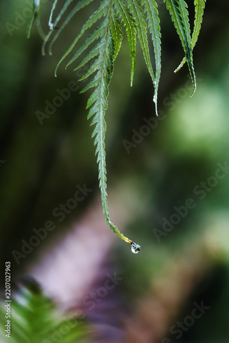 close up of a fern leaf