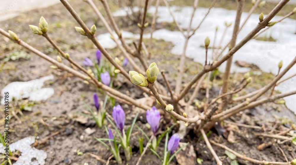 Obraz premium Tender spring buds emerging on branches, first signs of seasonal growth
