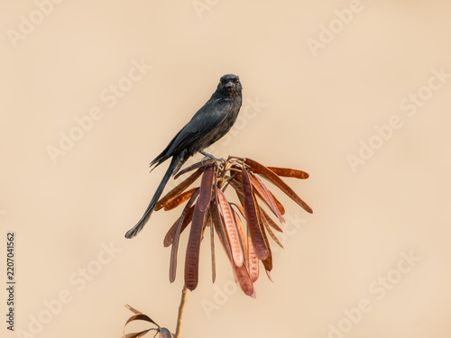 Curious Black Drongo (Dicrurus macrocercus) perched on dry seed pods with a minimalist warm background