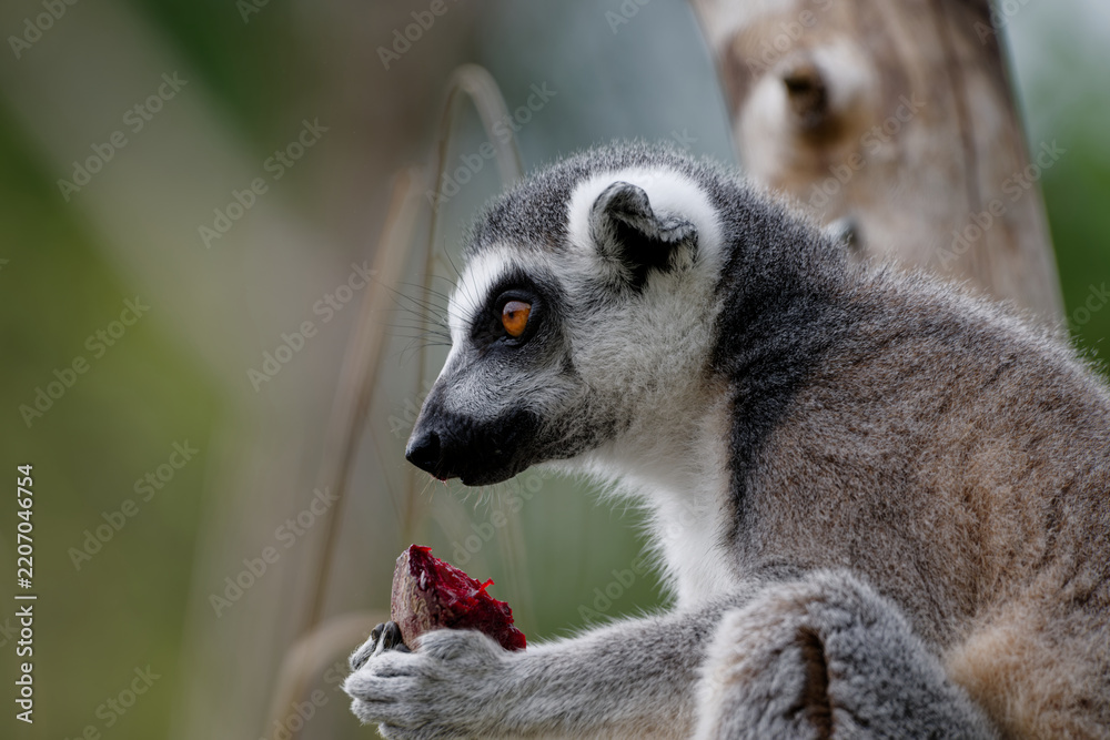 Fototapeta premium Ring-Tailed Lemur Holding Fruit in Profile
