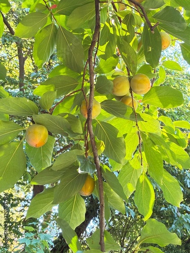 Persimmon