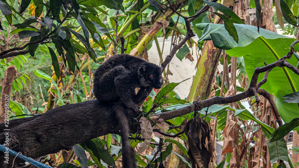 Obraz premium Dark furred lemur with amber eyes crouched on a tree branch surrounded by green leaves