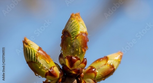 Tiny green buds on a tree branch signaling spring renewal