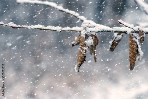 Snow-covered branch with dry leaves during snowfall on blurred background