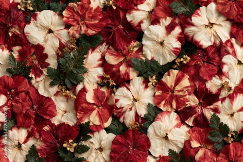 A seamless floral pattern with rich red and cream flowers, dark green leaves and dense layered blossoms, creating a dramatic botanical background with a vintage decorative style.