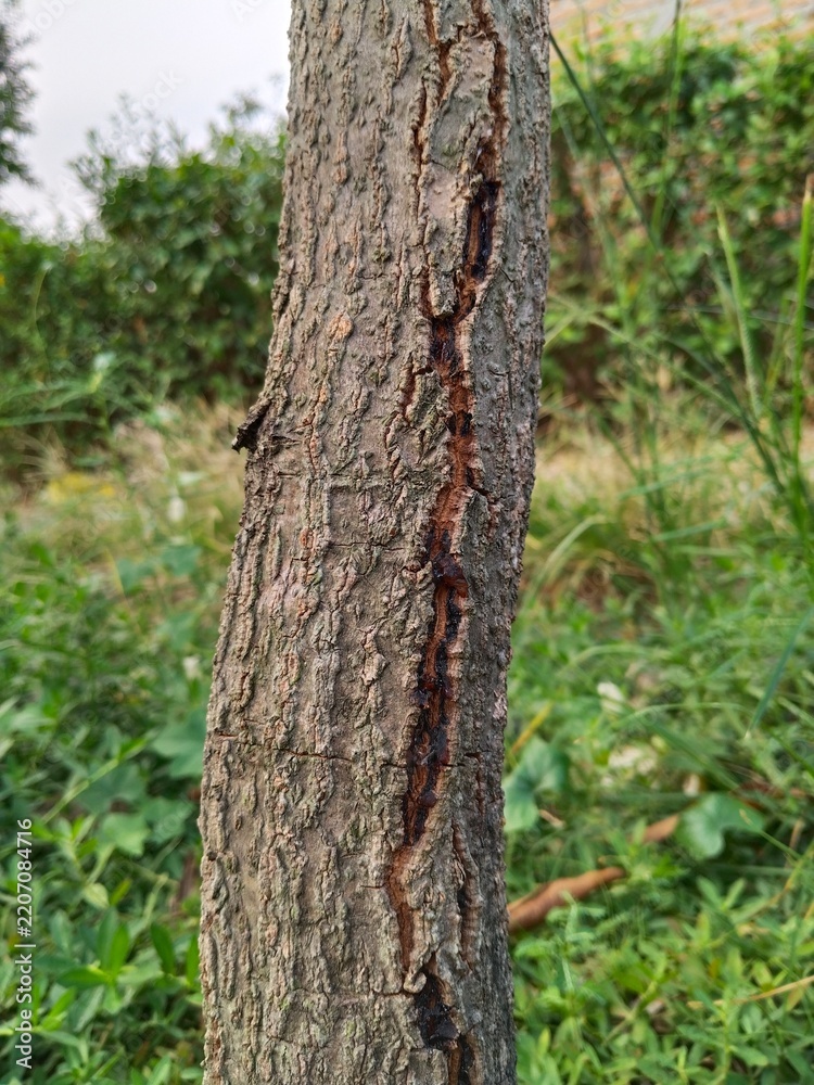 Fototapeta premium old tree trunk